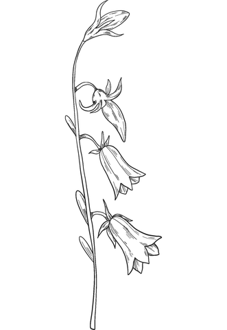 Bell Flower Coloring Page